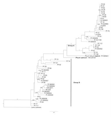 A hypervariable intron of the STAYGREEN locus provides excellent discrimination among Pisum fulvum accessions and reveals evidence for a relatively recent hybridization event with Pisum sativum